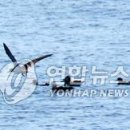 제주 사수도 바닷새류(흑비둘기 슴새)번식지 이미지