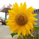 해바라기주유소 이미지