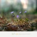 꽃피는 봄날 이미지