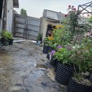 외양간및 헛간 철거 후 마당 작업까지 이미지