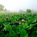 궁남지 문화관광해설사 이미지