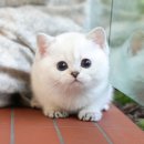 광주강아지분양 고양이분양 미유펫 본점 이미지