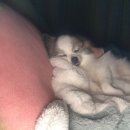 연지 동물병원 | 🎄미멜크🎄