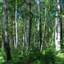 자작나무이야기 이미지