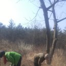 장흥 고향집 방문과 감나무밭 전지,귀족호도 줍기(20170319)... 이미지