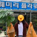 훼미리플라워 이미지