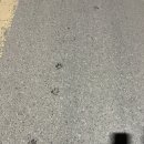 사랑해줄개 이미지