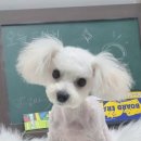 댕댕이 이발소 이미지