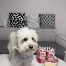 마치 | 덕구의 마이베프 펫밀크 생유베리마치 후기 ❤️