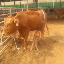 달맞이목장 이미지