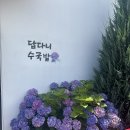 안덕면사무소 앞 | 제주 수국 답다니수국밭 내돈내산 솔직후기