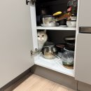 하림닭고기판매장 | 고양이 닭고기 간식 하림펫푸드 닭고기만두 급여후기