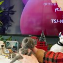 도그캐슬 이미지