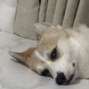 달이네집