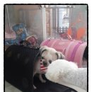 쥬니애견 이미지