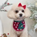 커몽커몽펫 이미지