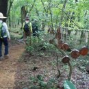 한라산둘레길 동백길 이미지