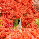 이른 벚꽃 낙화가 아쉽다면? 4월까지 피는 전국 겹벚꽃 명소 5곳 이미지