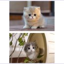 주식회사 대구고양이분양 네코냥 | 대구 고양이분양 선택지 중에서 대구고양이분양 네코냥 믿음이 갔던 순간