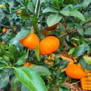 중귤농장 이미지