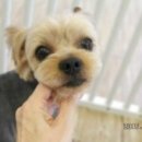 어여쁘개 이미지