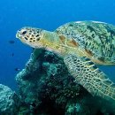 푸른바다 이미지