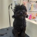 개 웃는날 이미지