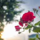 마포집손칼국수 이미지