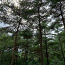 속리산토종닭 이미지