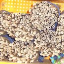 대나무집 이미지