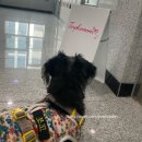 마곡 사진관, 강아지 스튜디오 촬영 후기 ( 인포룸 )