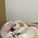 수동수영장 이미지