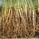 삼싹농장 이미지