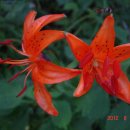 남장사약수터 이미지