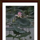 물고기마을 이미지