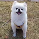 버블펫쌀롱 이미지