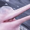 돌고래어린이집 이미지