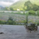 서나와 할아버지 통나무집 이미지