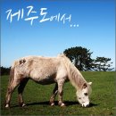 1073목장 | 제주도여행 -제주말목장 풍경