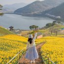 구암저수지 우측 중간 | 구례 지리산치즈랜드 수선화 만개 오픈런 후기