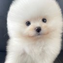 드림독강아지고양이안심분양센터 네이버블로그