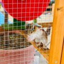 맹리 | 아이와 가기 좋은 용인 실내가볼만한곳 포레스트벨 딸기체험 농장 후기