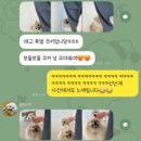 김해애견호텔 강아지유치원 맘바이 김해점 | 맘바이 김해점 애견호텔/강아지유치원 / 애견미용