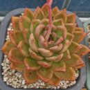 오룡농장 이미지