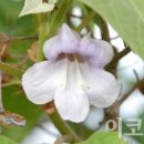 오동나무 발전소 이미지