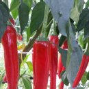 해풍민박 이미지