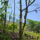 바람소리새소리 이미지