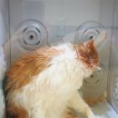 푸치 펫 그루밍 이미지