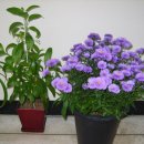 국화한신 이미지