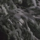 돌판에 누운 오겹살 이미지